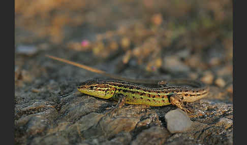 Spanischer Sandläufer (Psammodromus hispanicus)