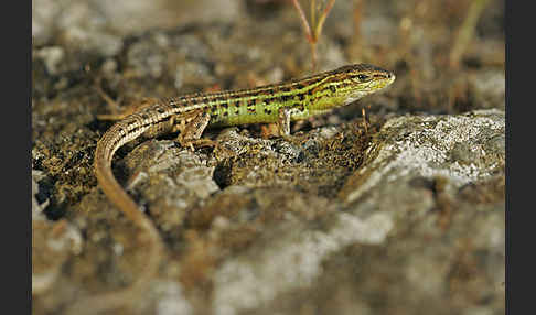 Spanischer Sandläufer (Psammodromus hispanicus)