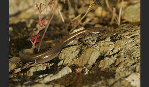 Iberischer Walzenskink (Chalcides bedriagai)