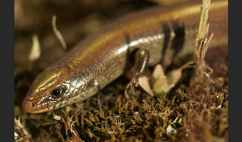 Iberischer Walzenskink (Chalcides bedriagai)