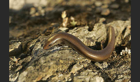 Iberischer Walzenskink (Chalcides bedriagai)