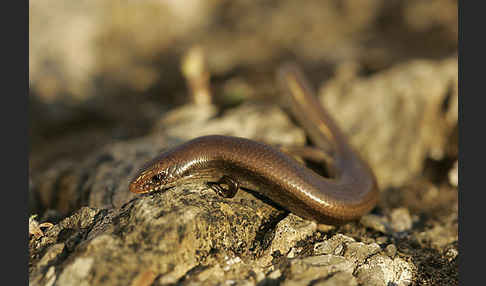 Iberischer Walzenskink (Chalcides bedriagai)