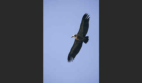 Gänsegeier (Gyps fulvus)