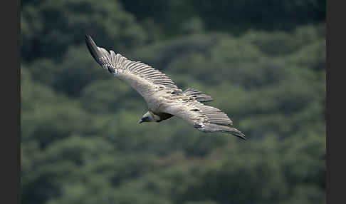 Gänsegeier (Gyps fulvus)