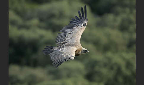 Gänsegeier (Gyps fulvus)