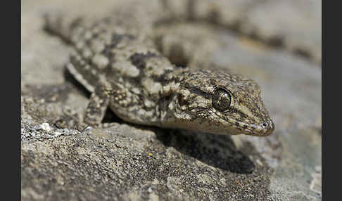 Mauergecko (Tarentola mauretanica)