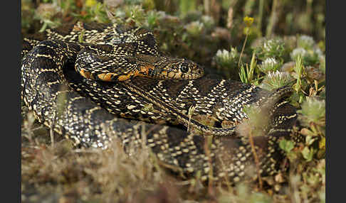 Hufeisennatter (Hemorrhois hippocrepis)