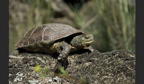 Spanische Wasserschildkröte (Mauremys leprosa)