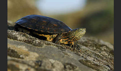 Spanische Wasserschildkröte (Mauremys leprosa)