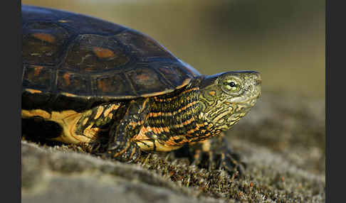 Spanische Wasserschildkröte (Mauremys leprosa)