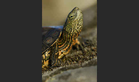 Spanische Wasserschildkröte (Mauremys leprosa)