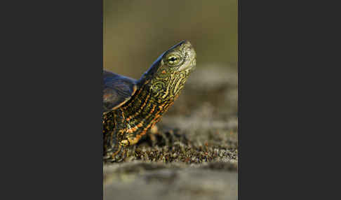 Spanische Wasserschildkröte (Mauremys leprosa)