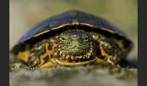 Spanische Wasserschildkröte (Mauremys leprosa)