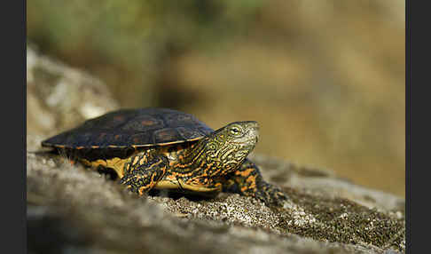 Spanische Wasserschildkröte (Mauremys leprosa)