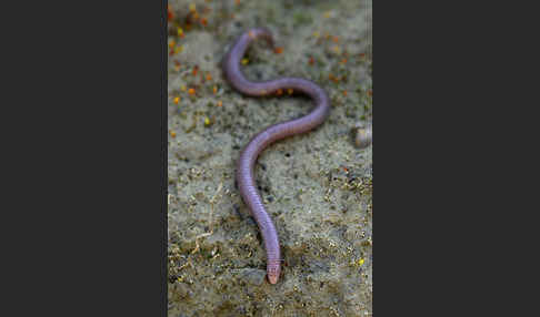 Maurische Netzwühle (Blanus cinereus)