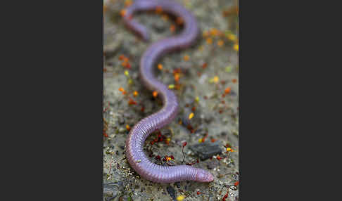 Maurische Netzwühle (Blanus cinereus)