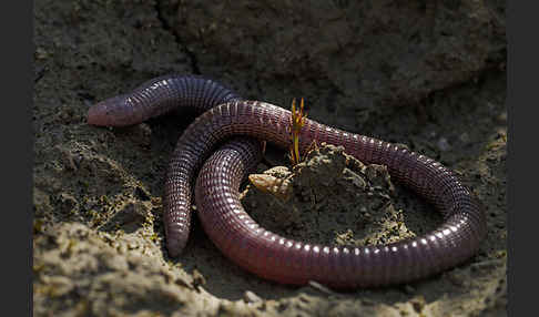 Maurische Netzwühle (Blanus cinereus)