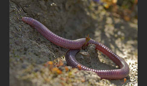 Maurische Netzwühle (Blanus cinereus)