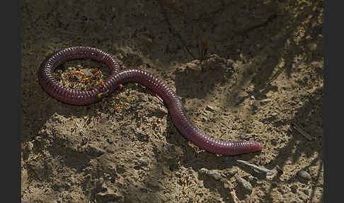 Maurische Netzwühle (Blanus cinereus)