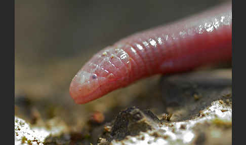 Maurische Netzwühle (Blanus cinereus)