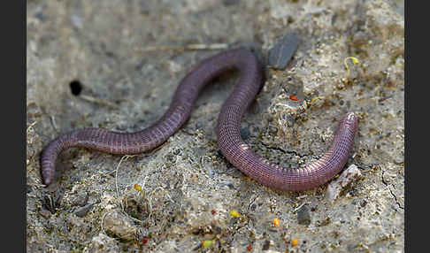 Maurische Netzwühle (Blanus cinereus)