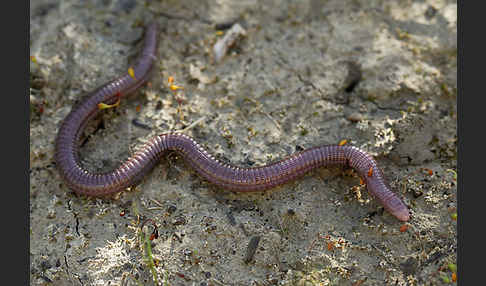 Maurische Netzwühle (Blanus cinereus)