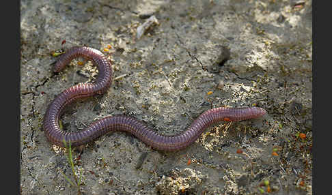 Maurische Netzwühle (Blanus cinereus)