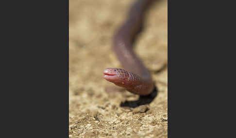 Maurische Netzwühle (Blanus cinereus)