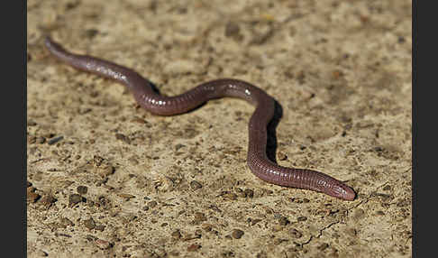 Maurische Netzwühle (Blanus cinereus)