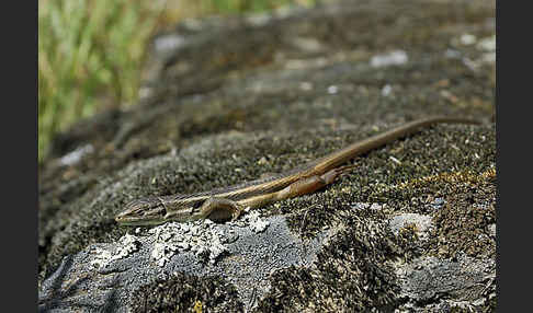 Algerischer Sandläufer (Psammodromus algirus)