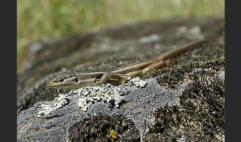 Algerischer Sandläufer (Psammodromus algirus)