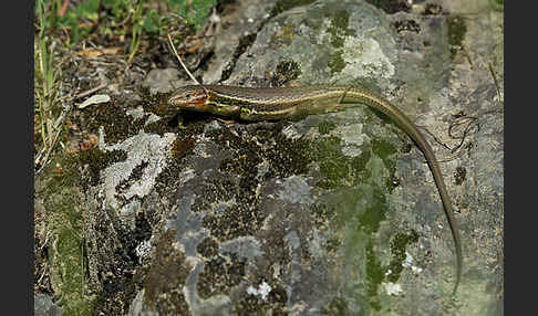 Algerischer Sandläufer (Psammodromus algirus)