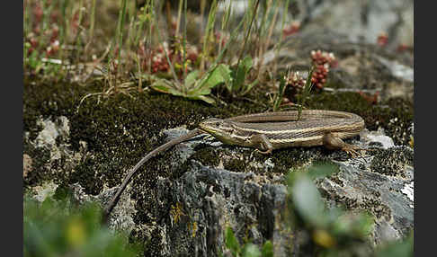 Algerischer Sandläufer (Psammodromus algirus)