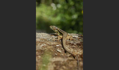 Algerischer Sandläufer (Psammodromus algirus)