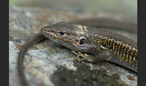 Algerischer Sandläufer (Psammodromus algirus)