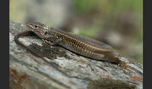 Algerischer Sandläufer (Psammodromus algirus)