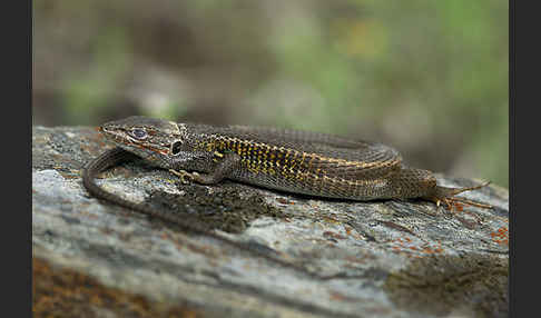 Algerischer Sandläufer (Psammodromus algirus)