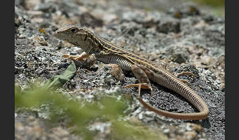 Europäischer Fransenfinger (Acanthodactylus erythrurus)