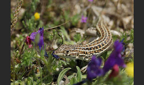 Europäischer Fransenfinger (Acanthodactylus erythrurus)