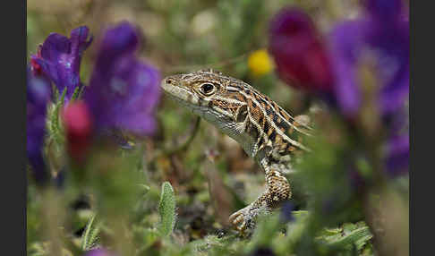 Europäischer Fransenfinger (Acanthodactylus erythrurus)