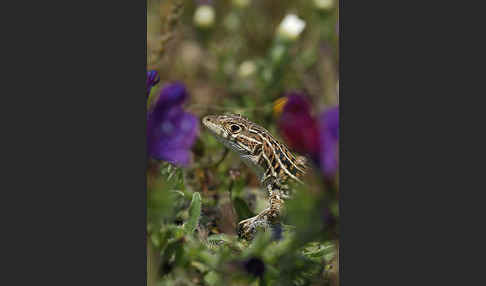 Europäischer Fransenfinger (Acanthodactylus erythrurus)