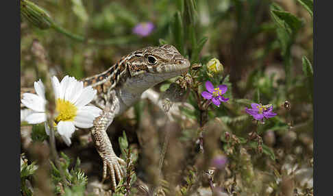 Europäischer Fransenfinger (Acanthodactylus erythrurus)