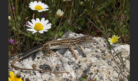 Europäischer Fransenfinger (Acanthodactylus erythrurus)