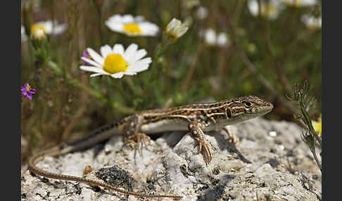 Europäischer Fransenfinger (Acanthodactylus erythrurus)