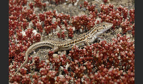 Europäischer Fransenfinger (Acanthodactylus erythrurus)