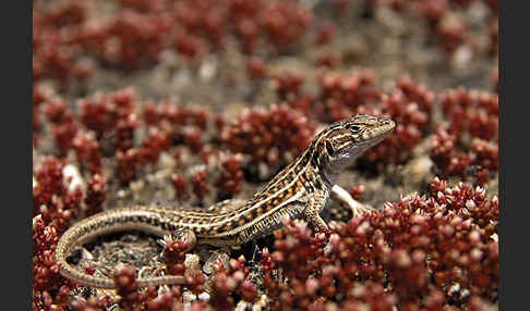 Europäischer Fransenfinger (Acanthodactylus erythrurus)