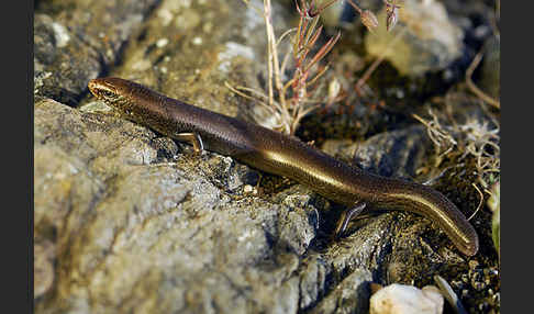 Iberischer Walzenskink (Chalcides bedriagai)