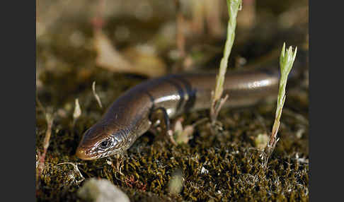 Iberischer Walzenskink (Chalcides bedriagai)