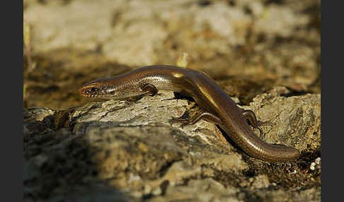 Iberischer Walzenskink (Chalcides bedriagai)