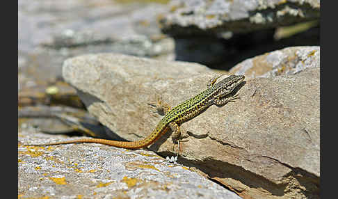 Spanische Mauereidechse (Podarcis hispanica)